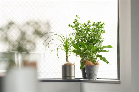 職場 植物|オフィスの空気をキレイにする観葉植物7選